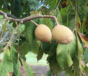 Aesculus pavia
