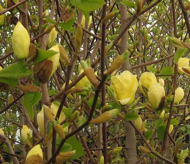 Magnolia x brooklynensis Lois