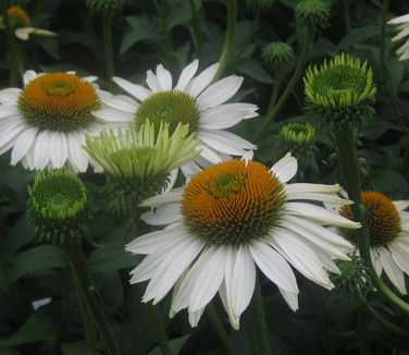 Echinacea purpurea Fragrant Angel - Coneflower