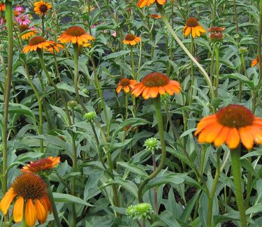 Echinacea x Tiki Torch