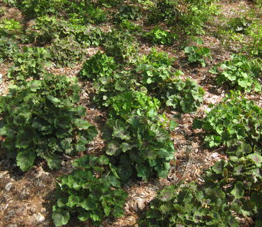 Heuchera americana Dale's Strain 