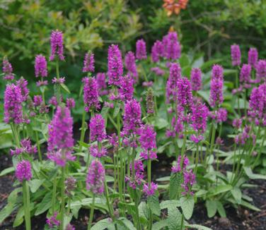 Stachys monieri 'Hummelo' (@ Maine Bot Garden)