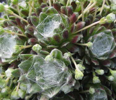 Sempervivum arachnoideum Cobweb - Hens and Chicks