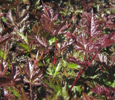 Astilbe x Delft Lace - Astilbe