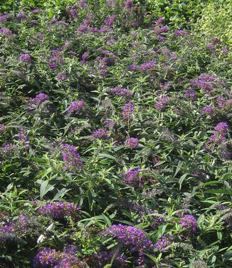Buddleia x Low & Behold 'Purple Haze' - Butterfly Bush