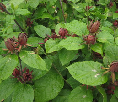 Calycanthus floridus Edith Wilder