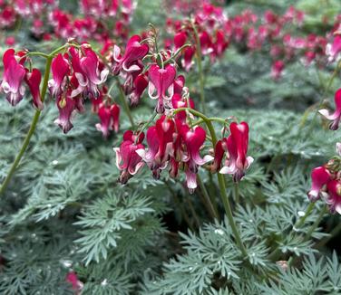 Dicentra x 'Fire Island' - Fringed Bleeding Heart from Pleasant Run Nursery