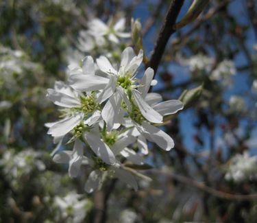 Amelanchier x grandiflora Autumn Brilliance - Apple Serviceberry 