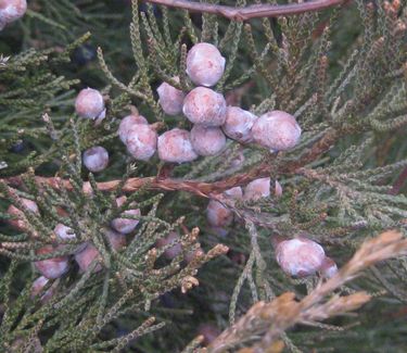 Juniperus chinensis Hetzii Columnaris