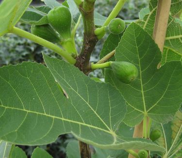 Ficus carica Brown Turkey - Fig