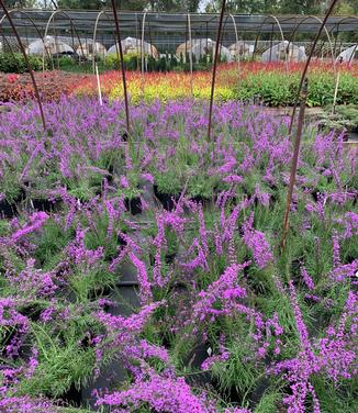 Liatris microcephala 