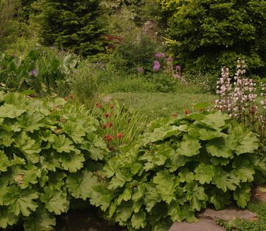Darmera peltata (Chanticleer)
