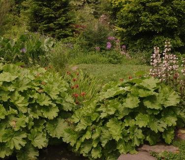 Darmera peltata (Chanticleer)