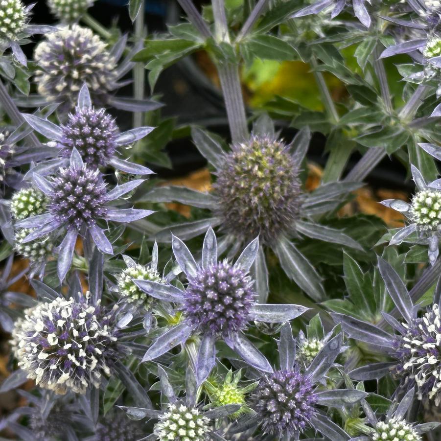 Eryngium planum 'Blue Hobbit' - Sea Holly from Pleasant Run Nursery