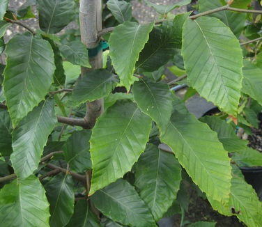 Fagus grandifolia 