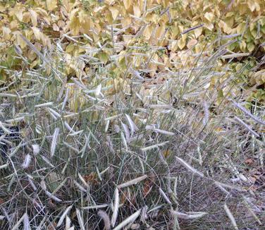 Bouteloua gracilis Blond Ambition