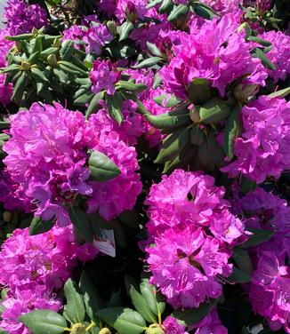 Rhododendron catawbiense 'English Roseum' - Catawba Rhododendron from Pleasant Run Nursery