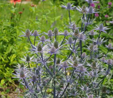 Eryngium x zabelii 'Big Blue'