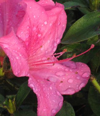 Rhododendron Encore Autumn Sangria
