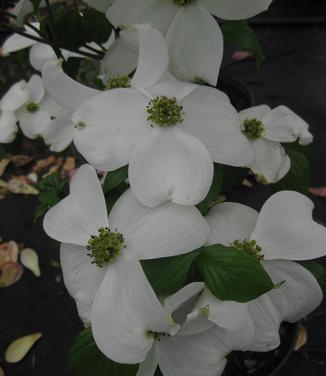 Cornus florida Kay's Appalachian Mist - Flowering Dogwood 