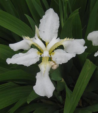 Iris tectorum var. album