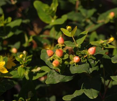 Hypericum inodorum Pumpkin