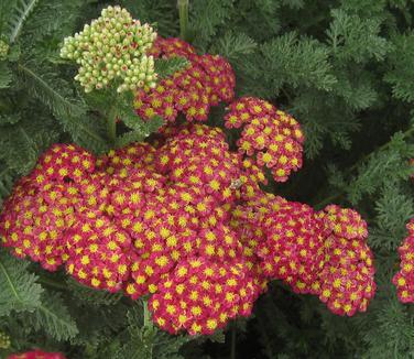 Achillea millefolium 'Strawberry Seduction' - Yarrow