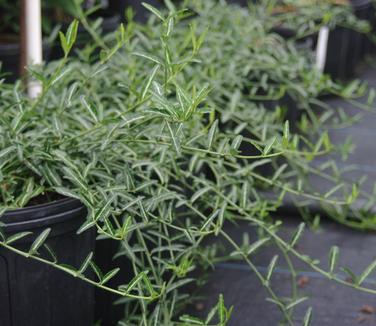 Euonymus fortunei Wolong Ghost 