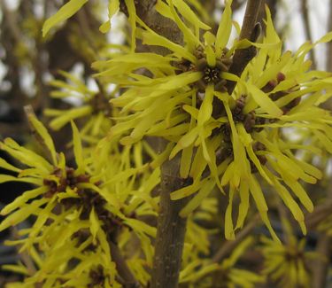 Hamamelis x intermedia Angelly - Witchhazel