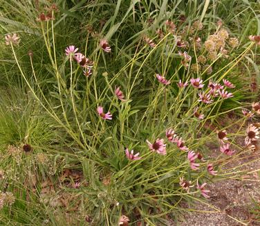 Echinacea tennesseensis 'Rocky Top'