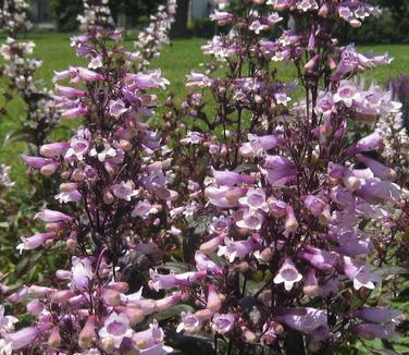 Penstemon digitalis Dark Towers - Beardtongue