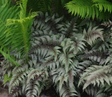 Athyrium nipponicum Regal Red (@ Maine Bot Garden)