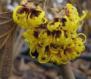 Hamamelis x intermedia Primavera - Witchhazel