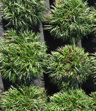 Ophiopogon japonicus Nana - Dwarf Mondo Grass