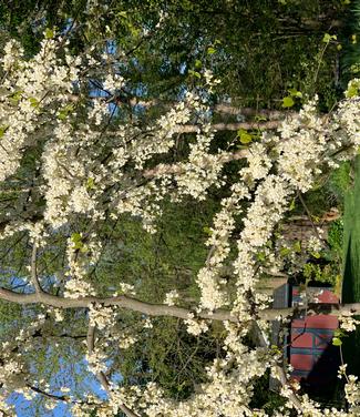 Cercis canadensis Vanilla Twist