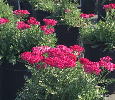 Achillea millefolium Saucy Seduction