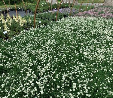 Allium schoenoprasum Snowcap 