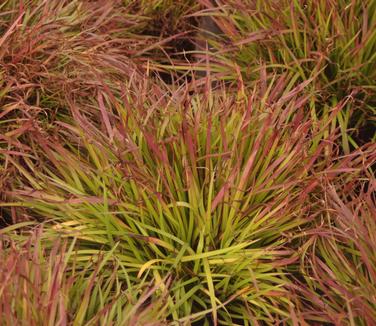 Sisyrinchium angustifolium Suwannee