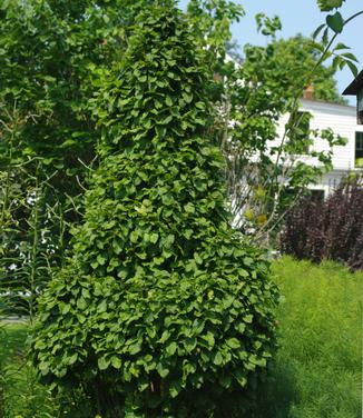 Carpinus betulus Columnaris Nana