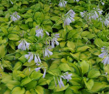 Hosta Stained Glass