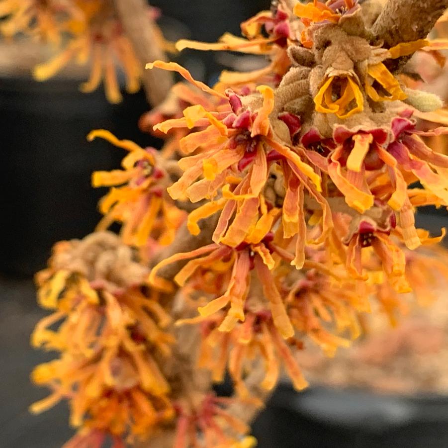 Hamamelis vernalis Orange Sunrise™ - Vernal Witchhazel from Pleasant Run Nursery