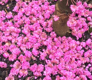 Cercis canadensis 'Pink Pom Poms'