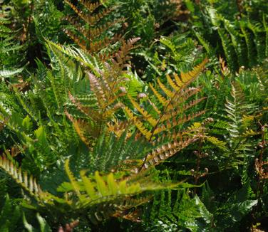 Dryopteris erythrosora Brilliance