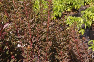 Physocarpus opulifolius Tiny Wine (Scott Arb)