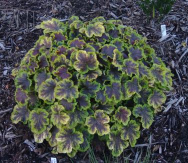 xHeucherella Solar Eclipse (@ Plant Delights)