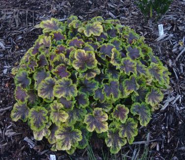 xHeucherella Solar Eclipse