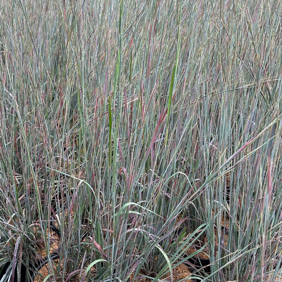 Schizachyrium scoparium 'Twilight Zone' - Little Bluestem from Pleasant Run Nursery
