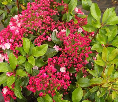 Kalmia latifolia Carol
