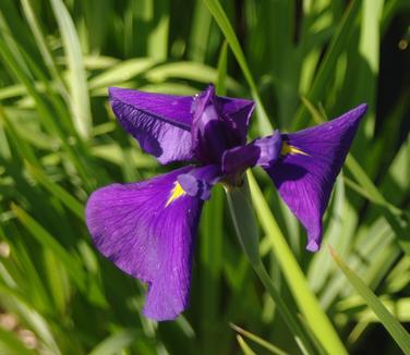 Iris ensata Loyalty