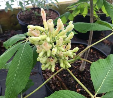 Aesculus x neglecta Erythroblastos
